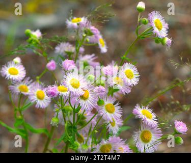 Fleabane (Erigeron philadelphicus) - andere Namen sind Philadelphia fleabane, Gänseblümchen fleabane, Frostwurzel, Marsch fleabane, armer robin`s Bantain. Stockfoto